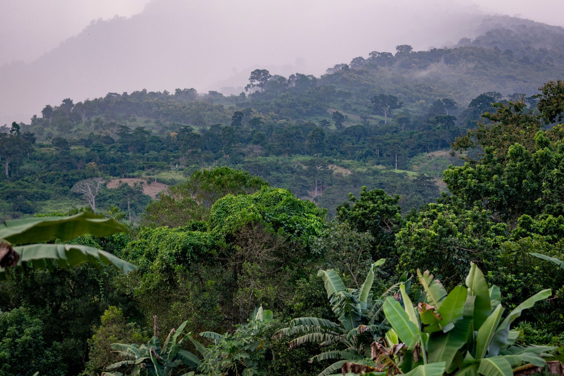Lush landscape in the Western Region
