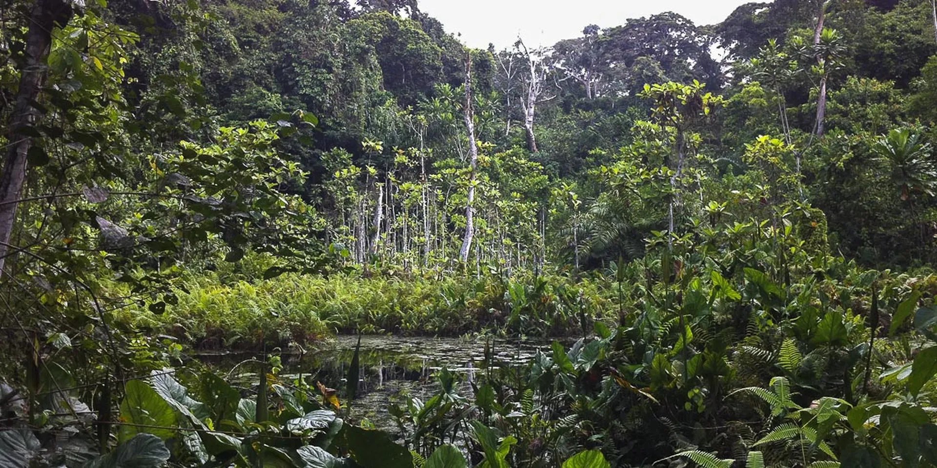 Forest reflected in a pool in Ankasa
